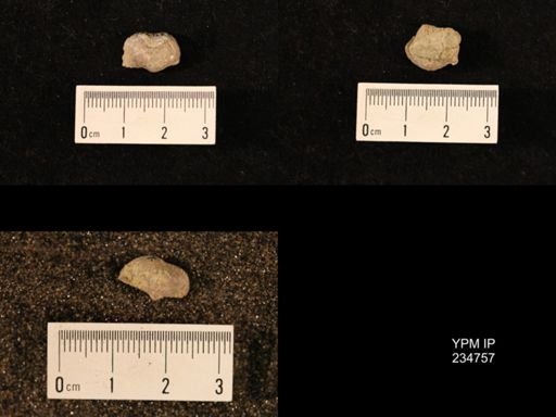 Marginifera splendens