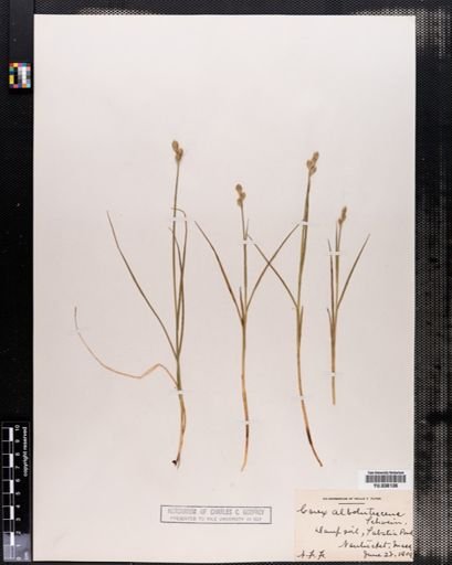 Carex albolutescens