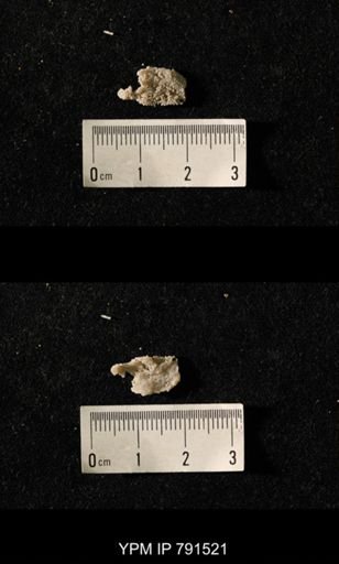 undet. Bryozoa
