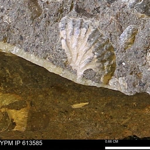 Scaphites sp.