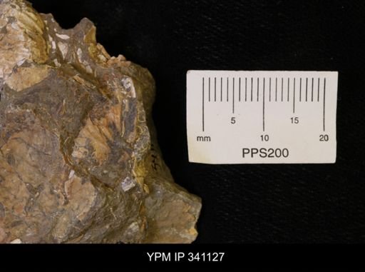 Scaphites