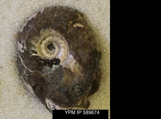 Hoploscaphites comprimus
