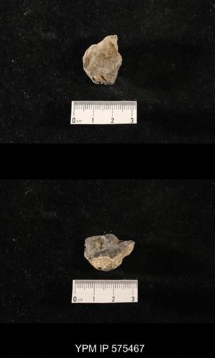 Orthoceras sp.
