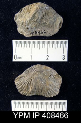Trematospira perforata