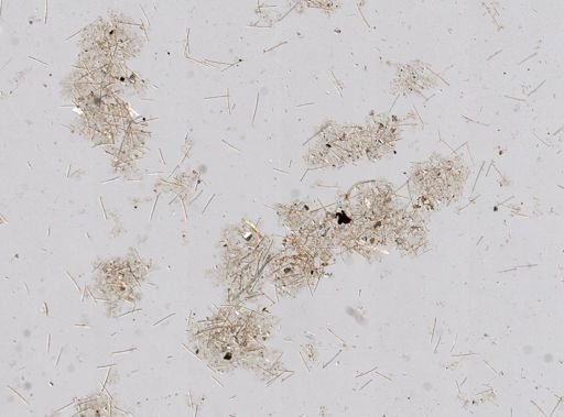 Stromatospongia micronesica