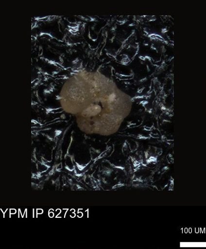 undet. Foraminiferida