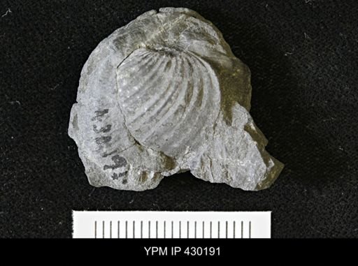 Bivalvia
