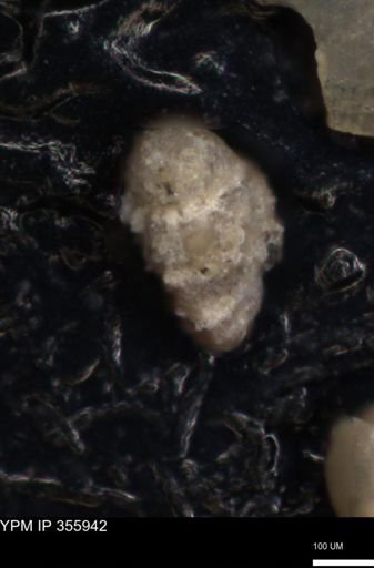 undet. Foraminiferida