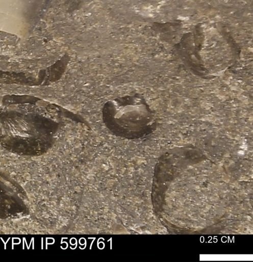 Protocardia subquadrata