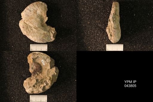 Hoploscaphites nicolletii