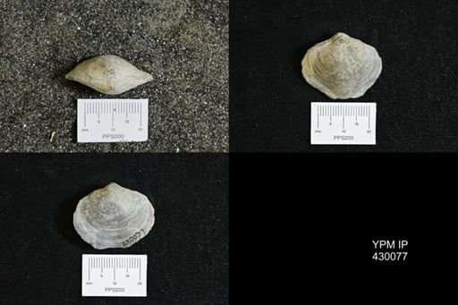 Athyris spiriferoides