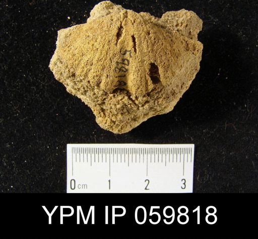 Spirifer perdewi