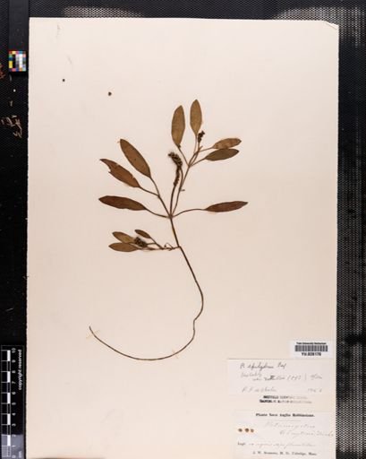 Plantae