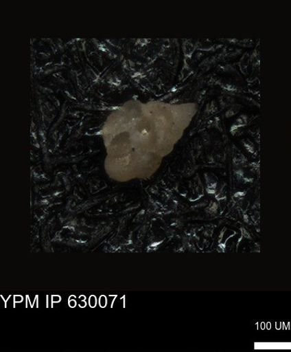 undet. Foraminiferida