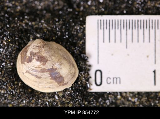 Limopsis striatopunctatus