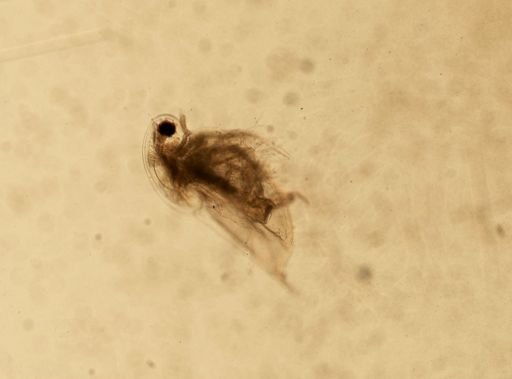 Daphnia pulex