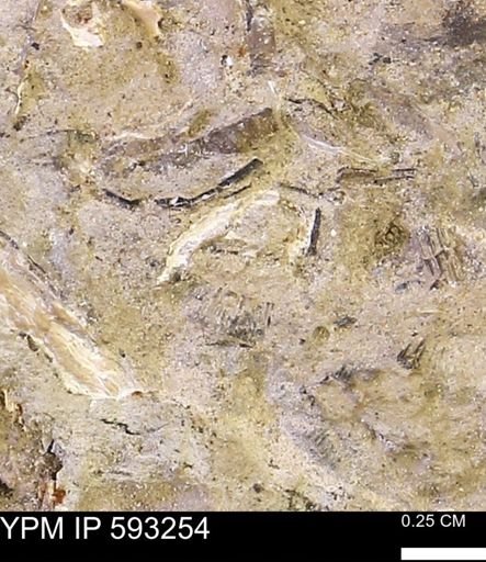 undet. Mollusca