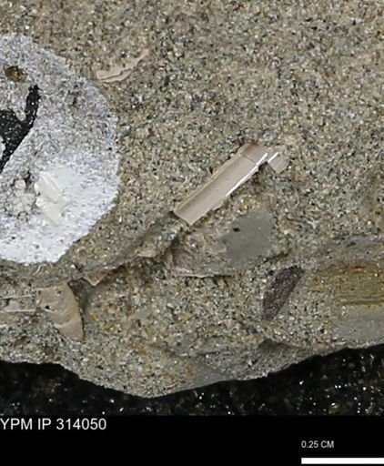 undet. Scaphopoda