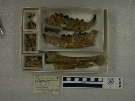 Dissacus praenuntius