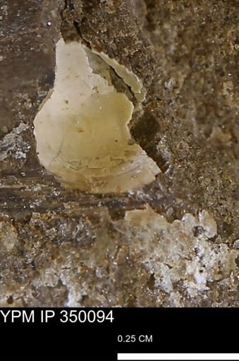 undet. Bivalvia