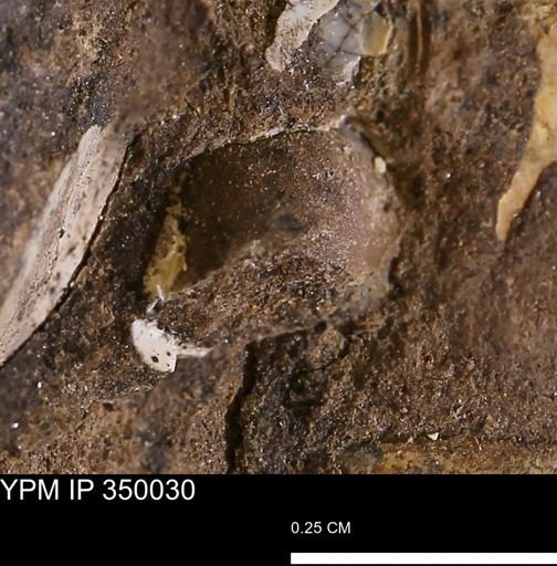 undet. Mollusca