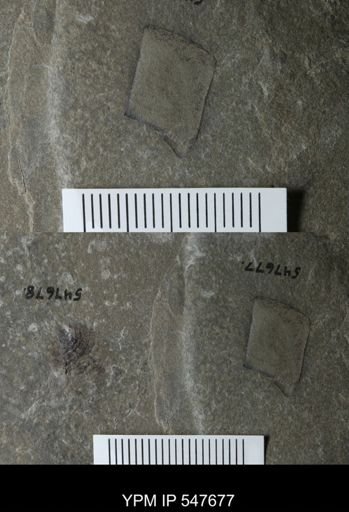 undet. Eurypterida