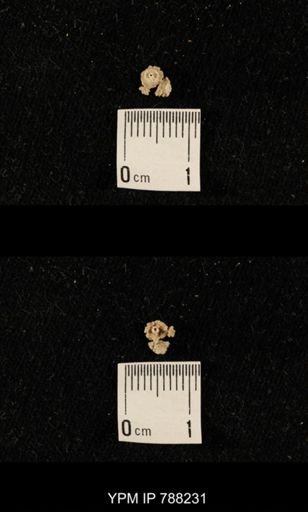 undet. Crinoidea