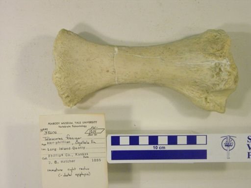 Teleoceras fossiger