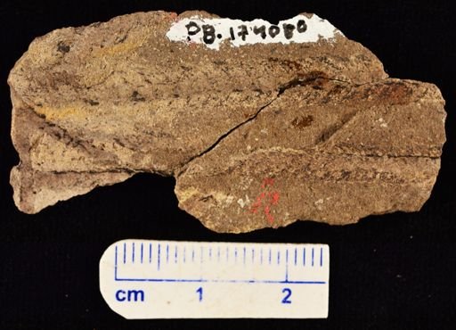 Lepidodendron sp.