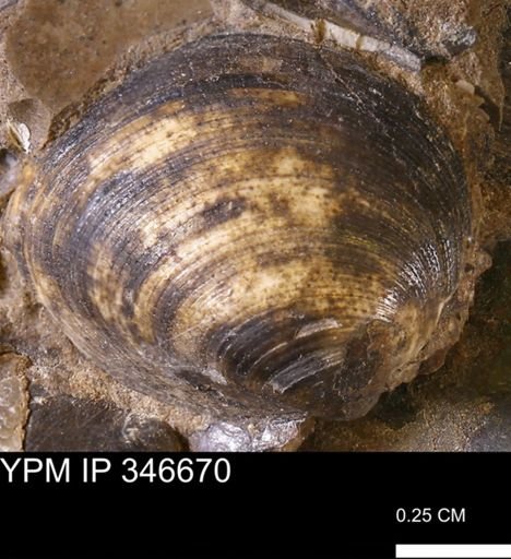 Limopsis striatopunctatus