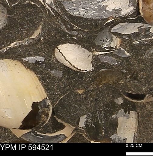 Protocardia sp.