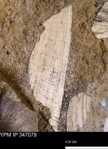 Limopsis striatopunctatus
