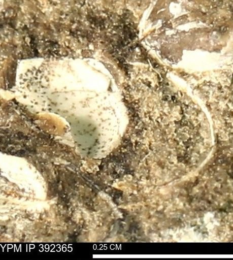 Protocardia subquadrata