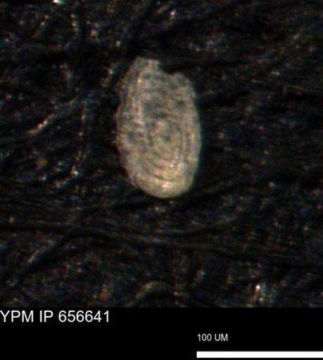 Spirolocammina planula