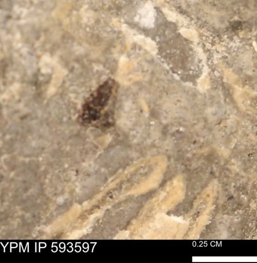 undet. Mollusca