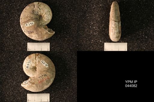 Hoploscaphites nicolletii