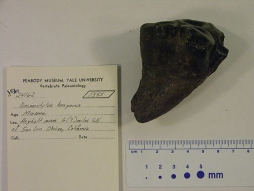 Desmostylus hesperus