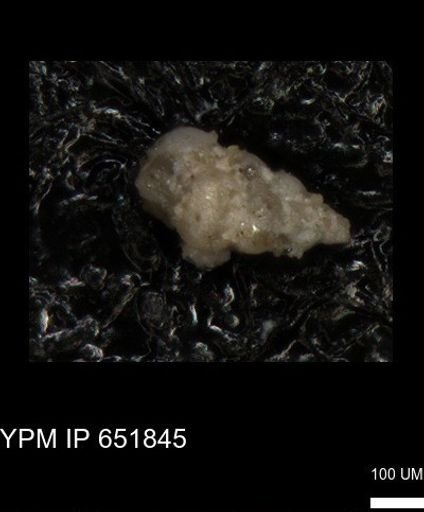 undet. Heterohelicidae