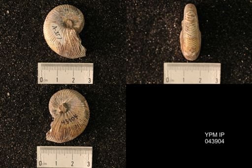 Hoploscaphites nicolletii