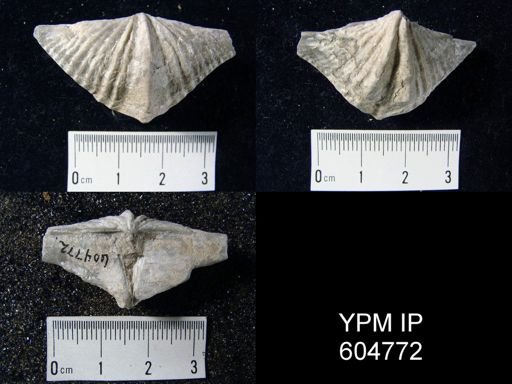 Pseudosyrinx?