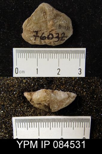 Gypidula dudleyensis