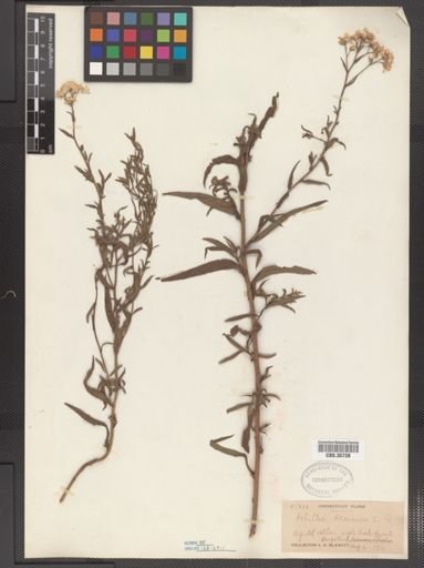 Achillea ptarmica