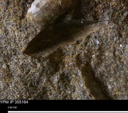 Mollusca