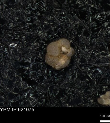 undet. Rugoglobigerinidae