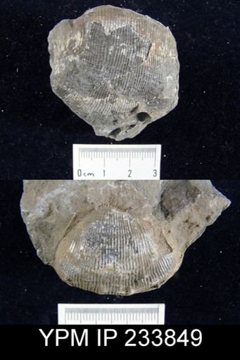 Linoproductus prattenianus