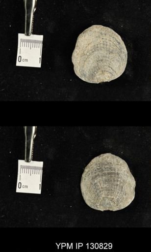 Spinatrypa spinosa