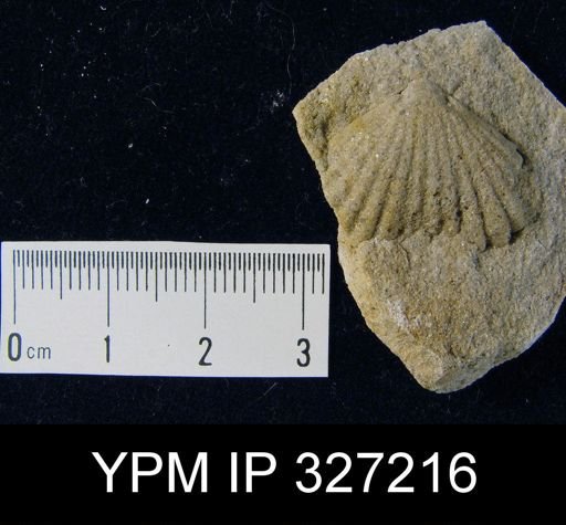 Camarotoechia contracta