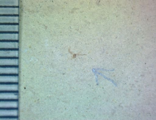 undet. Opiliones