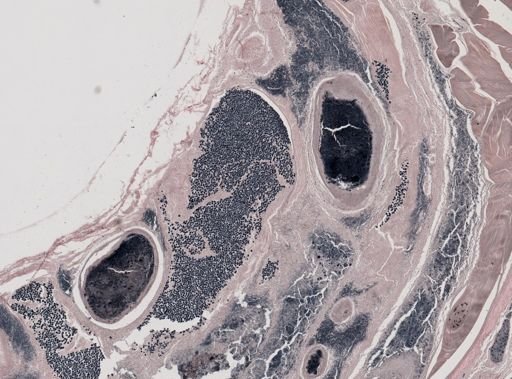 Pleistophora macrozoarcides