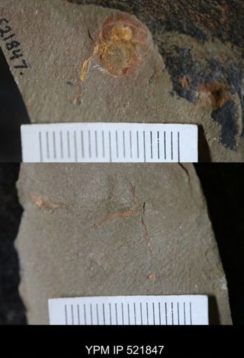 Chauvelicystis sp.